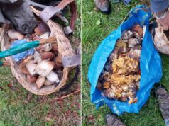 Controlli della Polizia provinciale: a Fiumalbo sequestrati 10 chilogrammi di funghi