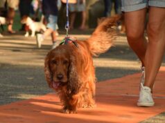 Domenica 8 settembre a Reggio Emilia la XVIII Edizione della “Sfilata a 6 Zampe”