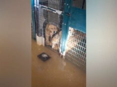 Canile allagato a Castelnovo, messi in salvo una quindicina di animali