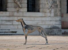 Connessione da Cani, a Maranello mostra di foto e sculture