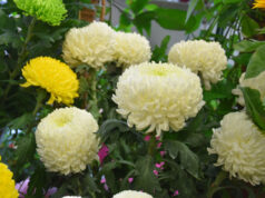 Analisi Lapam Confartigianato su fiorai e imprese floricoltura di Modena e Reggio Emilia