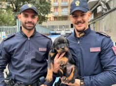 Cucciolo di Rottweiler maltrattato salvato a Bologna dalla Polizia di Stato