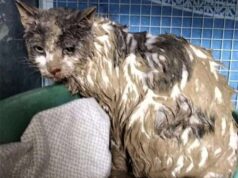 A Bologna e provincia in azione gli “angeli del fango” degli animali