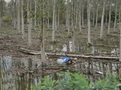 Guastalla, rifiuti in golena dopo la piena del Po: cosa fare per mantenere pulita l’area