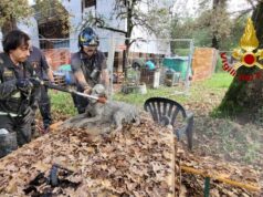 Storia a lieto fine per un cane intrappolato nel fango a Modena