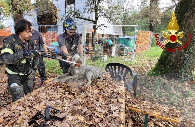 Storia a lieto fine per un cane intrappolato nel fango a Modena