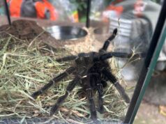 Intervento dei Carabinieri Forestali nel campus universitario di San Lazzaro per il recupero della tarantola brasiliana