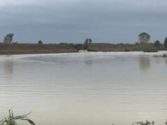 Allagati terreni appena seminati nelle campagne della bassa reggiana