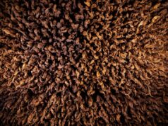 Manifatture Sigaro Toscano lancia “Terre”, omaggio alle radici italiane