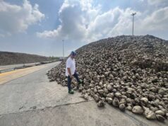 Campagna bieticola 2024, Coprob-Italia Zuccheri: stagione pesantemente influenzata dai fenomeni climatici estremi