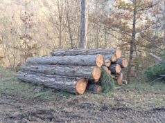 Lavori di messa in sicurezza della Pinetina di Vezzano