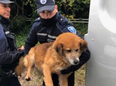Dalla Polizia Locale dell’Unione dei Comuni dell’Appennino Reggiano una colonna mobile in aiuto al canile di Castelnovo Sotto