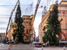 È arrivato l’albero di Natale in piazza Nettuno, sabato 30 novembre l’accensione delle luci