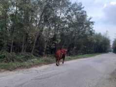 Polizia provinciale: recuperato un toro fuggito da un allevamento a Spilamberto