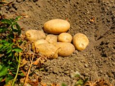 Potatoes Forever!, le patate del raccolto 23/24 sulle tavole per Natale