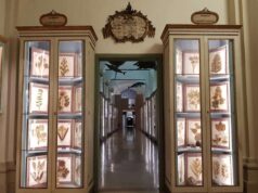Reggio Emilia, l’Erbario di Lazzaro Spallanzani torna a splendere grazie al restauro completato