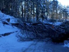 Intervento per riaprire la SS63: maggiore del previsto il numero di piante da abbattere