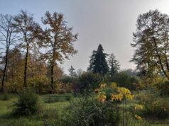 Un piano B per Bosco Ospizio: Sindaco, Conad e AUSL invitati all’Assemblea pubblica