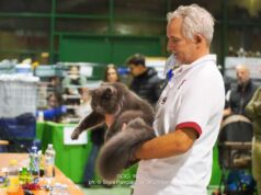 Esposizione Felina Internazionale a Scandiano nel weekend