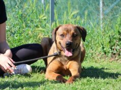 Canile e gattile distrettuale: sempre attuale l’appello alle adozioni consapevoli