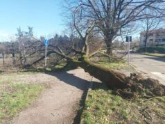 Alberi caduti ad Albinea a causa del forte vento