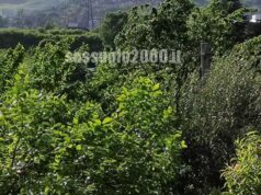 Allerta rossa per vento a Bologna, firmata l’ordinanza del Sindaco: divieto di permanere nei parchi e nei giardini cittadini e collinari fino a cessata emergenza