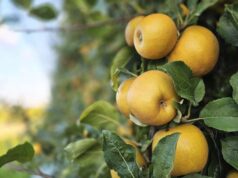 Ecco Dora, la nuova varietà di mela nata all’Università di Bologna