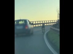 LAV: Ennesimo cane trascinato al guinzaglio da un’auto