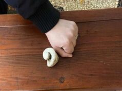 Distacco frammento chiesa di San Biagio a Modena, il Comune: “Nessun problema di tipo strutturale”