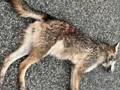 LNDC Animal Protection denuncia l’uccisione di un lupo a Rastignano e condanna le politiche contro la fauna selvatica di Governo e UE