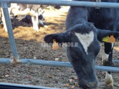 Blue Tongue, la Regione sostiene gli allevatori che aderiranno alla campagna vaccinale regionale per arginare la diffusione del virus