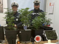 Vignola: coltivava ed essiccava marijuana in una stanza del proprio appartamento. Denunciato