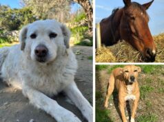 A San Valentino regala una vita migliore agli animali più sfortunati, come i cani Curvy e Circe e il cavallo Stelvio