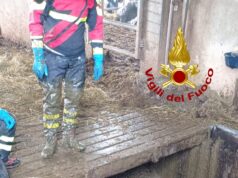 Grazie all’intervento dei Vigili del fuoco, salvate 5 mucche finite in una vasca di liquame a Montale