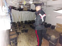 40 chili di marijuana sequestrati dai carabinieri di Guastalla in una “fabbrica” per la coltivazione