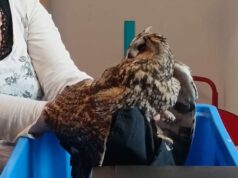 Gli alunni della Scuola secondaria Galilei di Cavriago salvano un gufo