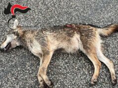 Lupo trovato morto a Pianoro. Non si tratta di bracconaggio