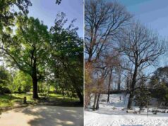 Salvate il noce cenerino: l’Alma Mater lancia un progetto speciale per la cura del suo albero monumentale