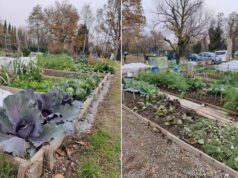 Rilancio degli Orti Sociali di Scandiano