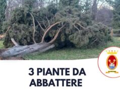 Abbattimento di tre piante domani nell’aiuola a fianco della Circonvallazione Sud