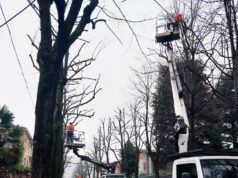 500 alberi potati negli ultimi tre mesi. Pronti nuovi investimenti per la cura del verde pubblico