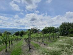 Agricoltura: nuovi impianti, negozi più moderni, e-commerce e software per la gestione delle cantine