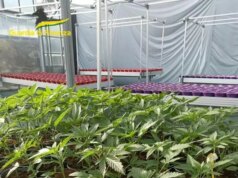 Savona, smantellata rete dedita al traffico internazionale di droga