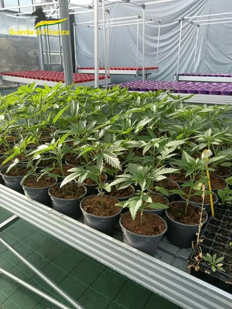 Savona, smantellata rete dedita al traffico internazionale di droga