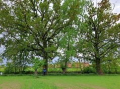 Guastalla: ieri a Palazzo Ducale la presentazione del percorso di ricerca e tutela degli alberi monumentali