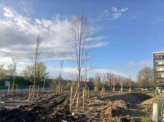 Tram Bologna: già messe a dimora 433 alberature lungo la Linea Rossa