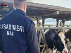 Irregolarità nell’identificazione di capi bovini: sanzione da 3.000 euro a un allevamento della bassa parmense