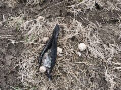 Bocconi avvelenati nei pressi del canile intercomunale di Arceto: allerta per i proprietari di animali