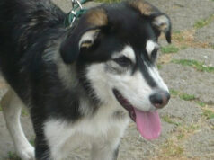 Come comunicare in maniera corretta con il proprio cane? Al via il corso di formazione per ottenere il patentino