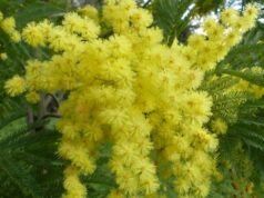 Gli appuntamenti solieresi per sabato 8 marzo